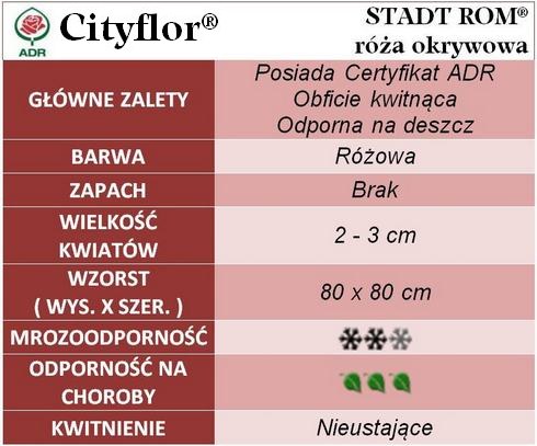 Stadt Rom róże okrywowe